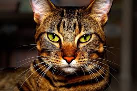And tabby cat names can come from this inspiration. Tabby Cat Names Names For Tabby Cats