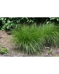 Image result for Monadenium fwambense