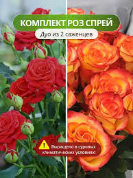 Dolcemodz naomi kvetinas duo sergei — купить по низкой цене на Яндекс  Маркете