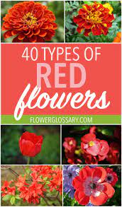 Check spelling or type a new query. 40 Types Of Red Flowers Red Flowers Types Of Red Easy To Grow Flowers
