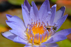 Image result for Nymphaea nouchali