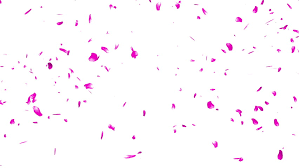 99 transparent png illustrations and cipart matching falling leaves. Falling Sakura Petals Cherry Blossoms Stock Footage Video 100 Royalty Free 3482087 Shutterstock