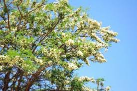 Image result for Acacia sieberiana