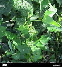 Image result for Zehneria scabra