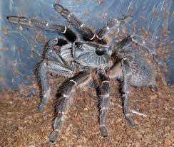 We have southern horned baboon tarantulas for sale. Horned Baboon Tarantula Facts Identification And Pictures