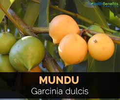 It is a pure proven formula for fast and effective fat burning results without any diet or exercise. Mundu Facts And Health Benefits