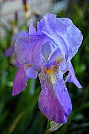 Bearded Iris Flower Arrangements Bearded Daisy Small Jpg Iris Flowers Showy Flowers Purple Flowers