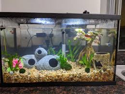 Why Is My Betta Fish Tank Still Cloudy After A Week Bettasorority