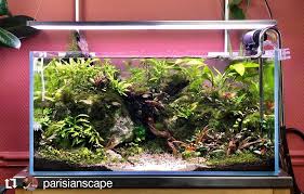 Step by step instructions and product recommendations to guide you towards your own amazing aquascape. Aquaflora Jungle Style 80cm Aquascape By Quentin Aka Facebook