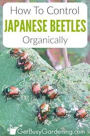 Get my free guide to naturally controlling pests in your garden! Wie Man Japanische Kafer Organisch Kontrolliert Japanese Beetles Garden Pests Garden Pest Control