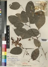 Image result for Craibia zimmermannii