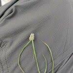 Image result for Kyllinga bulbosa