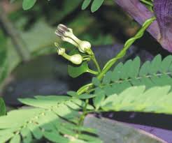 Image result for Ceropegia breviflora