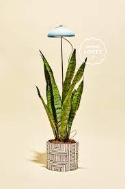 When potting snake plants, use a commercial potting soil mixed 50:50 with a cactus and succulent. These Tiny Led Grow Lights Keep My Houseplants Alive And My Sanity In Check Bon Appetit