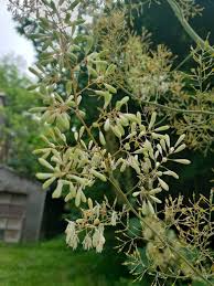 Image result for Macleaya