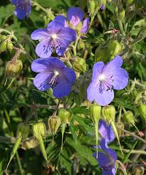 Image result for Geranium mlanjense