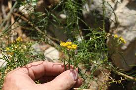 Image result for Psiadia punctulata