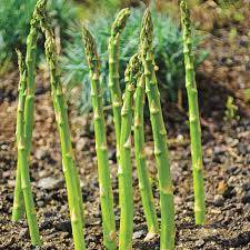 Maybe you would like to learn more about one of these? Asparabest Asparagus Gurney S Seed Nursery Co