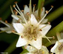 Image result for Terminalia stuhlmannii