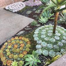 Pin On Succulent Garden