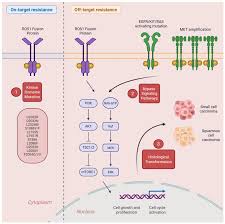 Image result for ROS1 Inhibitor