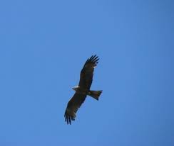 Random Photo Of The Week Photos Of The Week Photo Bald Eagle
