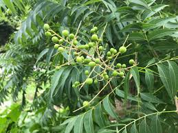 Image result for Sapindus