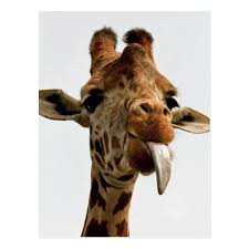 232 tongue transparent png or svgtongue 232. Giraffe Sticking Out Tongue Postcard Brighten Your Day With A Giraffe Such A Beautiful Creature Giraffe Giraffes Funny Postcards Giraffe Giraffe Tongue
