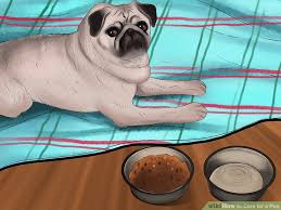 4 Ways To Care For A Pug Wikihow
