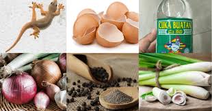 Kesulitan mencari cara mengusir cicak yang efektif? Rumah Banyak Cicak Ini Cara Halau Cicak Tanpa Racun Guna Barang Ada Kat Rumah Je