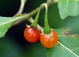 Image result for Solanum anguivi