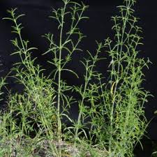 Image result for Pogonospermum divaricatum