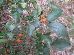 Image result for Morinda angolensis
