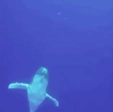 Sometimes when you're out boating, a seal jumps into your boat to avoid a violent death at the fins of a marauding pack of killer whales. Out Agua Wasser Gif On Gifer By Tygramath