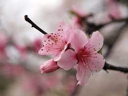 Tharidubandara I Will Send 10 Sakura Seeds To Anyone Worldwide For 5 On Fiverr Com Cherry Blossom Flowers Cherry Flower Chinese Cherry Blossom