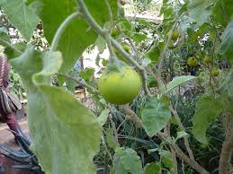 Image result for Solanum sp. B