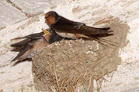 Ramazan bühler | letzte aktualisierung: Nester Fur Mauersegler Und Schwalben Nabu Nrw