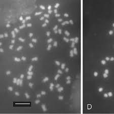 Image result for Polystachya bicarinata