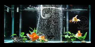The Best Goldfish Tank Ideas On Pinterest Fish Tank Fish Goldfish Aquarium Goldfish Tank Goldfish