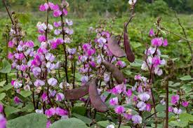 Image result for Lablab