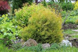 Image result for Hetaeria occidentalis