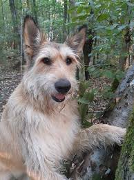 fanpage filmhund joker ludwig eberhofer facebook