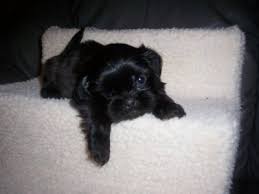 Ask for our 'special order' option. Bichon Frise Maltese Poodle Shih Tzu Designer Breeds Puppy Sales Blue Ribbon Kennels Of Ohio