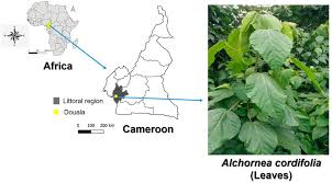 Image result for Alchornea cordifolia