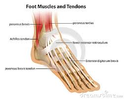 If you would like to learn all the parts of the foot structure, you have come to the right place. Foot Muscles And Tendons