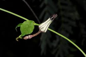 Image result for Nelsia quadrangula