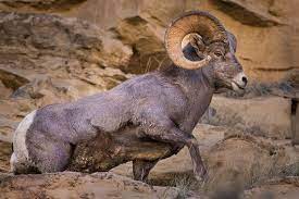 Ram Wildlife Photography Fine Art Wall Decor Nature Photography Animal Photography Rob S Wildlife Epic Wildlife Photography Wildlife Animal Photography