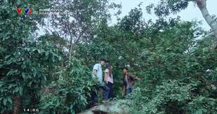 Vtv go cung cấp nhiều kênh truyền hình của đài truyền hình việt nam miễn phí. Ngay Em Ä'áº¿n Táº­p 30 Ba Ä'iá»‡p Hoa Ä'ien Ong Ä'ong Biáº¿t Toan Bá»™ Bi Máº­t Vtv Vn