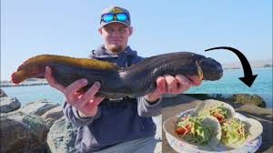 Maybe you would like to learn more about one of these? Massive Eel Tacos Catch And Cook Bodega Bay Jetty Fishing Youtube