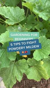 Daisy Parnell (daisysowell)